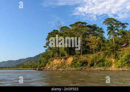 Forêt tropicale immaculée le long du Rio Madre de Dios dans l'Amazonie péruvienne.Madre de Dios, Pérou. Banque D'Images