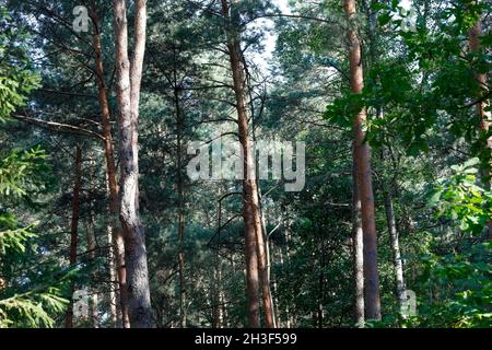 Grands conifères dans les bois sauvages.C'est une vue au milieu d'une vaste zone forestière près du village de Wilga en Pologne. Banque D'Images