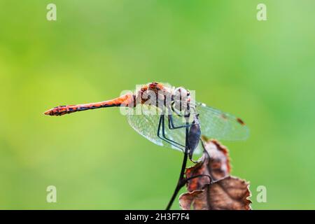 Dard commun dans un environnement naturel.Insecte dans un gros plan détaillé.Sympetrum vicinum Banque D'Images