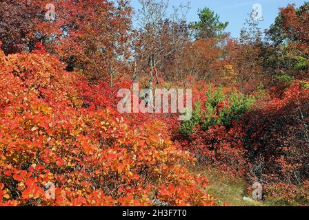 Les collines de Karst en automne sont teintées de rouge, orange et jaune, est la fumée royale pourpre.Bague. Banque D'Images