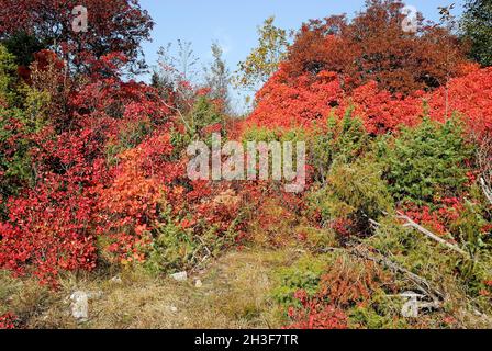 Les collines de Karst en automne sont teintées de rouge, orange et jaune, est la fumée royale pourpre.Bague. Banque D'Images