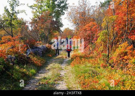 Les collines de Karst en automne sont teintées de rouge, orange et jaune, est la fumée royale pourpre.Bague. Banque D'Images