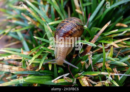 L'escargot fourraille sur une feuille d'herbe Banque D'Images