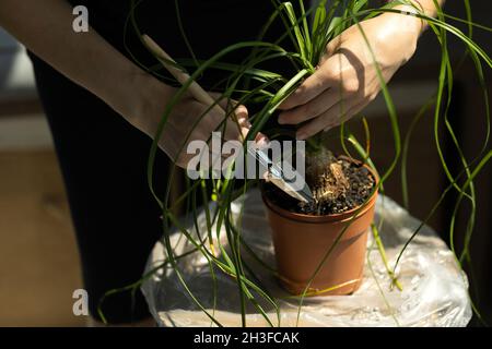 Jardinage à la maison.Soin des fleurs, Nolina, palmier à queue de cheval. Banque D'Images