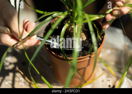 Jardinage à la maison.Transplantation de Nolin dans un nouveau sol. Banque D'Images