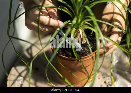 Jardinage à la maison.Transplantation de Nolin dans un nouveau sol. Banque D'Images