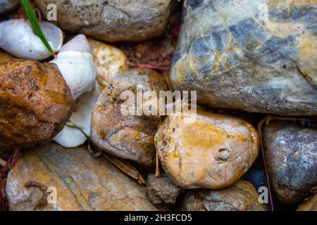 Escargot rampant sur des pierres humides sous la pluie Banque D'Images