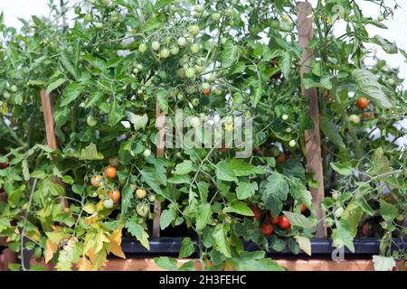 culture de tomates cerises sur un balcon ou dans la teracce Banque D'Images
