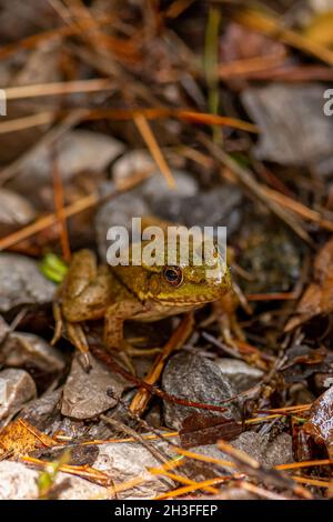 Une grenouille verte (Rana clamitans) au Michigan, aux États-Unis. Banque D'Images