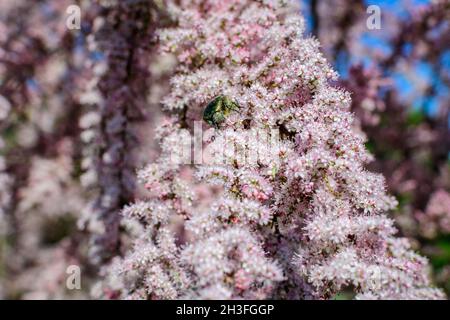 Beaucoup de fleurs roses vives et de petits bourgeons de Tamarix, tamarisk ou cèdre du sel dans un jardin ensoleillé de printemps, beau fond extérieur photographié avec humour Banque D'Images