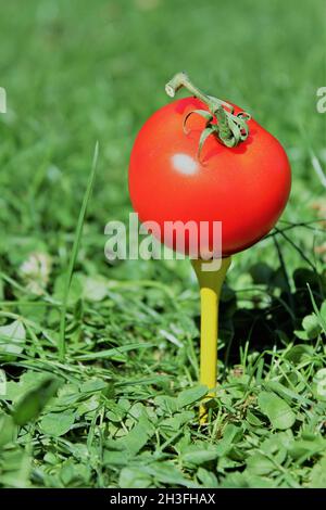 Une tomate rouge est prête à jouer sur un tee-shirt de golf Banque D'Images