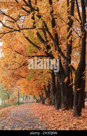 Ruelle de chêne dans le parc d'automne.Chute de feuilles et lanternes. Banque D'Images