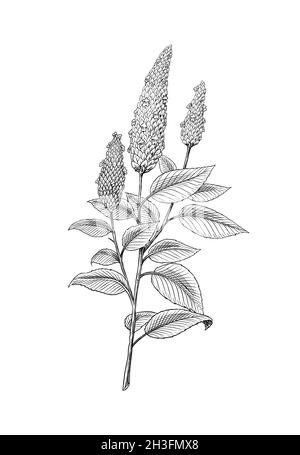 Graines de Chia.Plante ou herbe.Salvia hispanica.Épices ou condiment ou aromatisant ou granule ou grain.Gravé à la main, dessiné dans un ancien croquis et de style vintage. Illustration de Vecteur