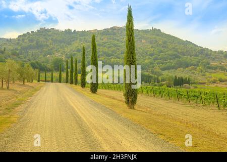 Toscane en Italie : peupliers sur la route de campagne du village viticole de Montalcino dans la campagne italienne.Vignoble toscan-Emilien d'apennines de Banque D'Images