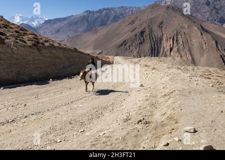 Kagbeni, Mustang District, Népal - 19 novembre 2016 : un cavalier népalais sur un cheval se déplace le long d'une route dans l'Himalaya.Muktinath Sadak Banque D'Images