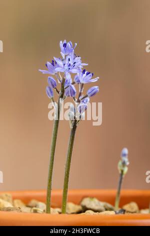 La jacinthoides ciliolata est aussi connue sous le nom de jacinthoides lingulata var. Ciliolata et Scilla ciliolata en Afrique du Nord.Famille des jacinthaceae Banque D'Images