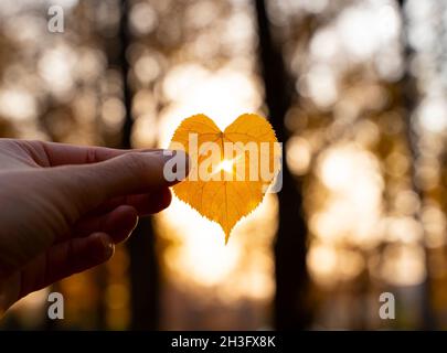 Feuille en forme de coeur jaune dans une main avec le soleil qui brille à travers elle Banque D'Images