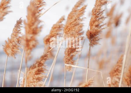 Sécher les roseaux dans le vent.De hautes tiges de roseaux lumineux se balancent dans le vent sur fond de rivière gelée, en gros plan Banque D'Images