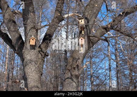 Petites maisons d'oiseaux.Maisons d'oiseaux en bois accrochées à l'arbre dans la forêt d'hiver, arbres sans feuilles Banque D'Images