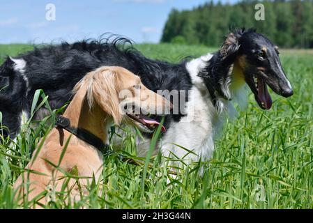 Orange Saluki ou Kazakh greyhound Tazi et noir russe wolfmühle debout sur un pré vert Banque D'Images