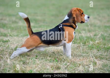 Joyeux jeune chien beagle s'amusant sur l'herbe verte Banque D'Images