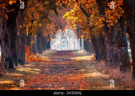 Avenue de châtaignier aux couleurs dorées de l'automne Banque D'Images