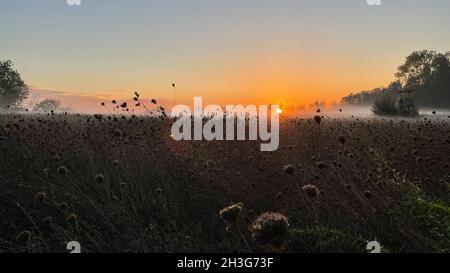 Coucher de soleil rural avec wafts de brume Banque D'Images