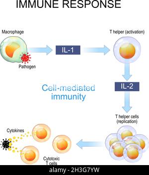 Réponse immunitaire et présentation d'antigène.L'immunité à médiation cellulaire est une réponse immunitaire qui n'implique pas d'anticorps.Activation de la cellule T.Vecteur Illustration de Vecteur