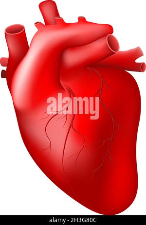 Coeur réaliste. Coeur humain avec vaisseau sanguin isolé sur fond blanc. Illustration vectorielle facile à éditer Illustration de Vecteur