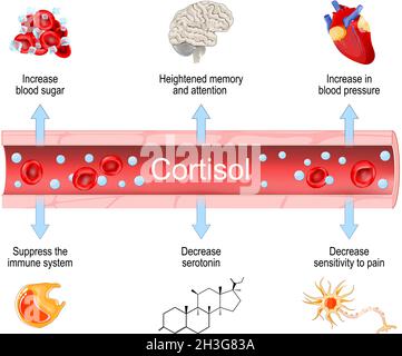 Cortisol.Effets sur la santé de l'hormone surrénale. Augmentation et diminution du niveau.Signes et symptômes.Illustration vectorielle Illustration de Vecteur