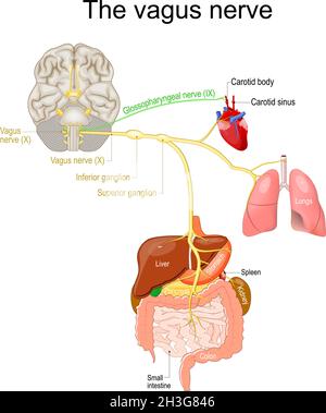 nerf vague. système nerveux parasympathique.Schéma médical.Illustration vectorielle pour expliquer le système nerveux de l'homme. Illustration de Vecteur