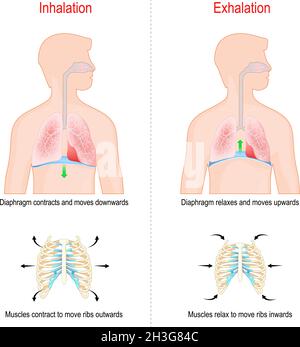 Cycle respiratoire, inspiration et expiration.Rôle du diaphragme et des muscles intercostaux (côtes et poitrine) dans l'échange gazeux dans les poumons Illustration de Vecteur