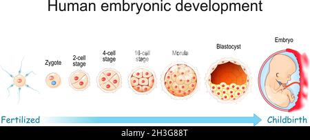 Développement embryonnaire humain.De la fécondation à l'accouchement.Stade zygote, morula, blastocyste et embryon.Affiche vectorielle pour l'éducation et la médecine Illustration de Vecteur