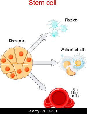 Transplantation et différenciation de cellules souches.Globules rouges, globules blancs et plaquettes. Illustration de Vecteur