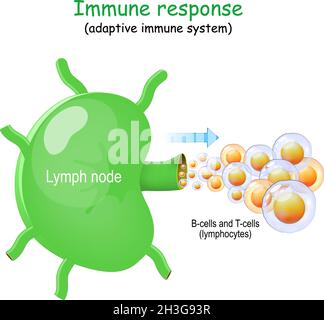 Ganglion lymphatique et cellules B et cellules T. lymphocyte.Réponse immunitaire. système immunitaire adaptatif.Le lymphome se développe le plus souvent à partir de lymphocytes dans la lymphe Illustration de Vecteur