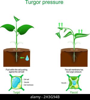 pression de turgescence.Osmose des cellules végétales. Illustration vectorielle Illustration de Vecteur