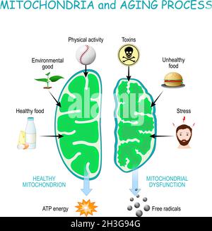 Mitochondries et processus de vieillissement.Les mitochondries saines sont le produit de l'énergie ATP, les organelles cellulaires avec Dysfonction produisent des radicaux libres. Illustration de Vecteur