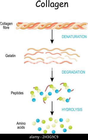 les peptides de collagène sont digérés et décomposés en acides aminés.Digestion du collagène des fibres aux acides aminés, à la gélatine et aux peptides. Hydrolyse Illustration de Vecteur