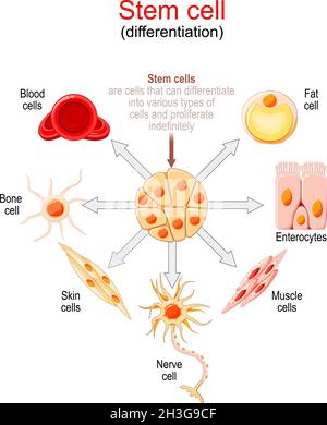 Différenciation des cellules souches.Les cellules souches sont des cellules qui peuvent se différencier en différents types de cellules et proliférer indéfiniment. Illustration de Vecteur