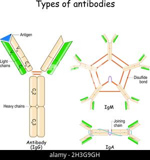 Types d'anticorps.Anatomie des anticorps avec chaîne d'antigène, chaîne lourde et chaîne légère. Structure des immunoglobulines.Protéine du système immunitaire pour identifier Illustration de Vecteur