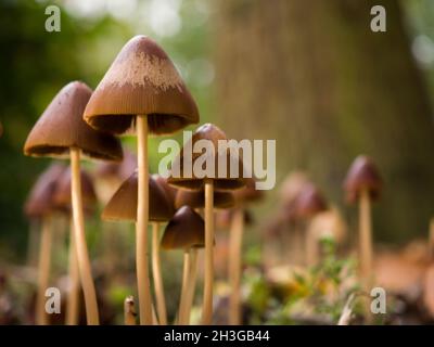 Champignons coniques Brittlestem (psathyrella conopilus), Northamptonshire, Royaume-Uni Banque D'Images