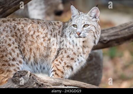 Lynx roux nord-américain (lynx roux) debout sur le bois près de den Banque D'Images