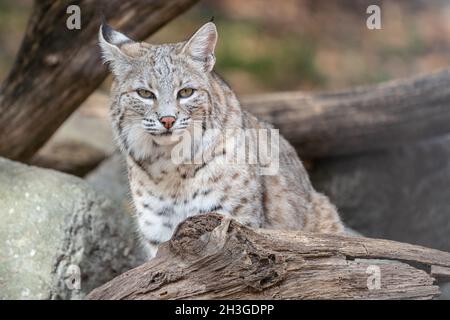 Le lynx roux d'Amérique du Nord (lynx roux) repose sur une bûche près de den Banque D'Images