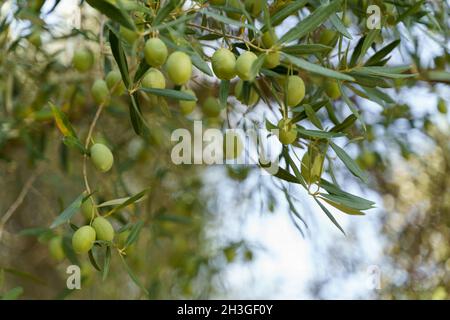 Branche d'olive avec des feuilles vertes et des olives vertes poussant sur l'arbre. Banque D'Images