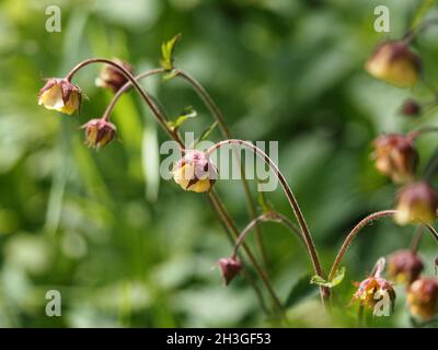 Pétales de rose jaune avec des sépales de rouge foncé de fleurs hochements de tête d'Avens d'eau (Geum rivale) sur des tiges violettes sur le bord de la route - Cumbria, Angleterre, Royaume-Uni Banque D'Images