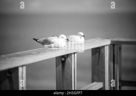 Prise de vue en niveaux de gris de deux mouettes reposant sur la jetée Banque D'Images