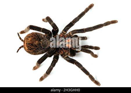 Photo de l'araignée tarantula xenesthis immanis gros plan sur un fond blanc. Banque D'Images