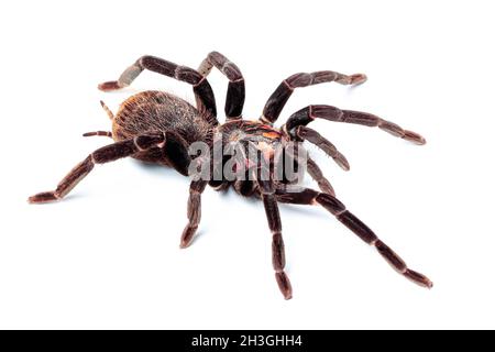 Xenesthis immanis sur fond blanc.Tarantula araignée isolat. Banque D'Images