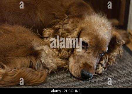 Cocker Spaniel est couché sur le tapis et attend le propriétaire. Banque D'Images