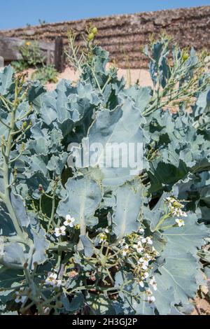 Sea Kale (Crambe maritima) à Landguard Banque D'Images